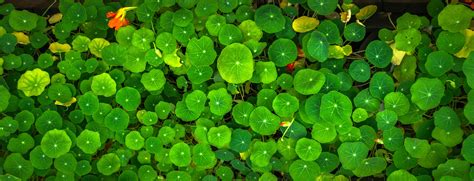 round leaf water plant